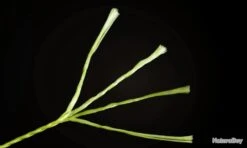 Fil De Peche Multifilament PE 4 Brins 300m, Couleur: Au Choix, Modele: 0.3mm 18.2kg 10 Fil De Peche Multifilament PE 4 Brins 300m, Couleur: Au Choix, Modele: 0.3mm 18.2kg -Aqua Peche Soldes Magasin 00004 Fil de Peche Multifilament PE 4 brins 300m Couleur Au Choix Modele 0.3mm 18.2kg